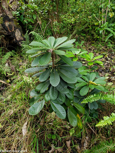 Pittosporum flocculosum observed 2021-12-28
