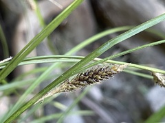 Carex dissita