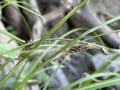 Carex dissita