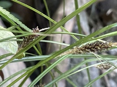 Carex dissita