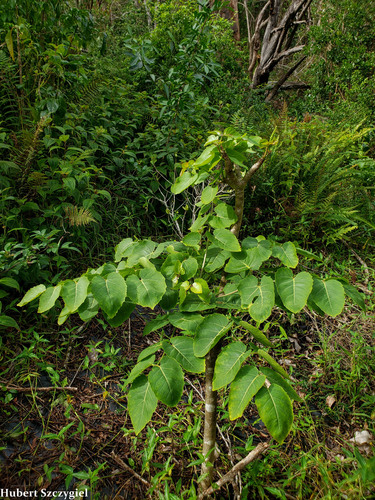 Polyscias sandwicensis