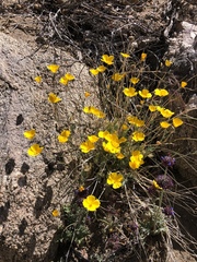 Eschscholzia androuxii