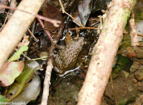 Glandirana rugosa observed 2021-12-28