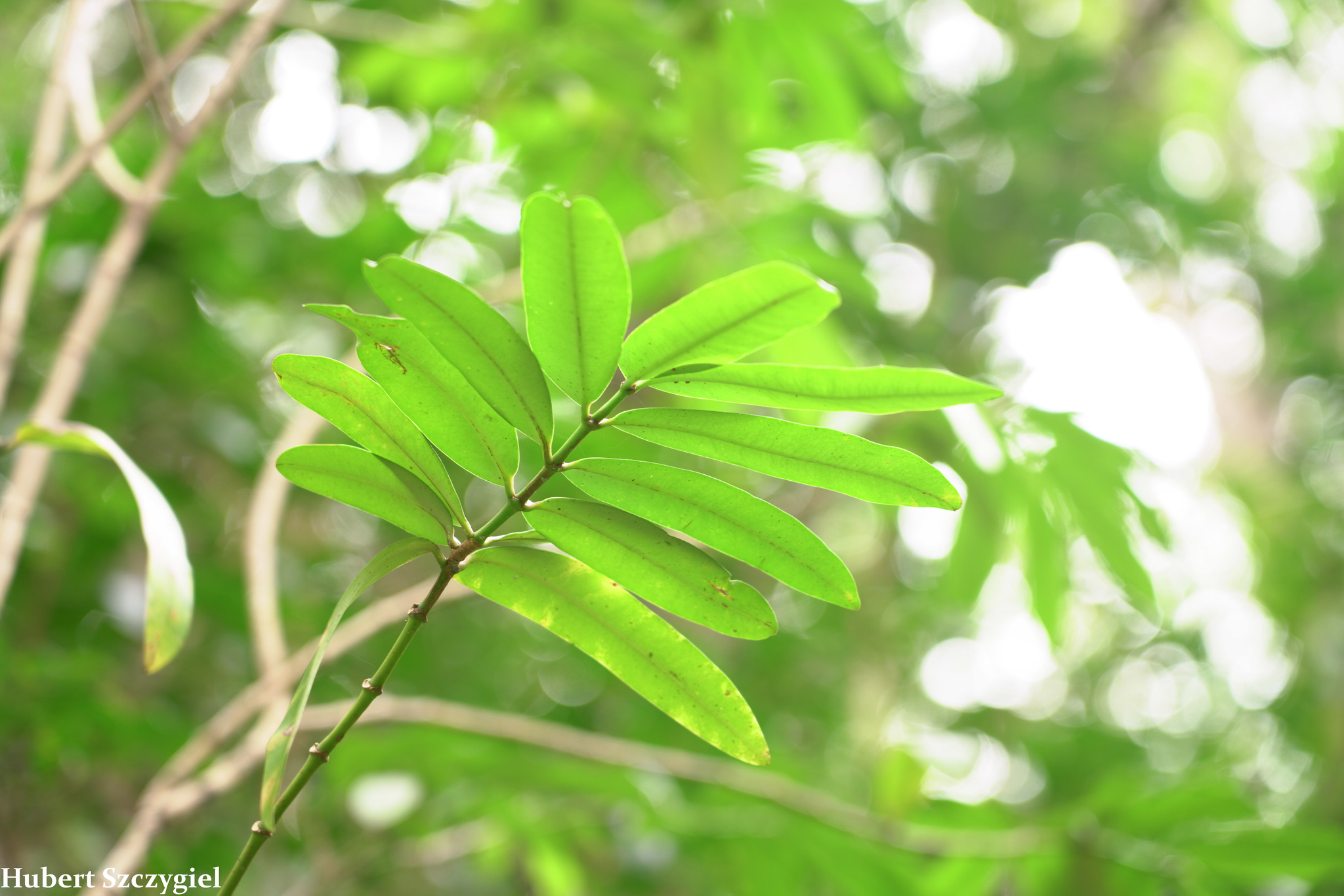 Euphorbia herbstii