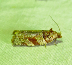 Argyrotaenia kimballi