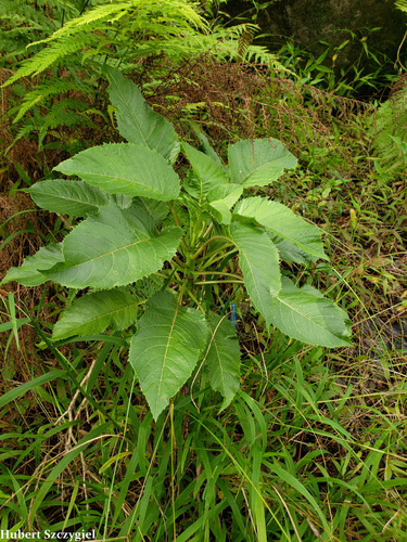 Delissea waianaeensis observed 2021-12-28