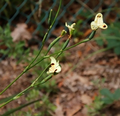 Dietes bicolor bicolor