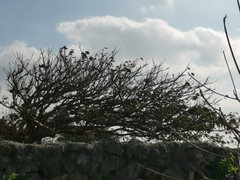 Ficus microcarpa microcarpa