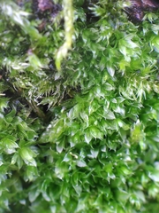 Ptychostomum moravicum