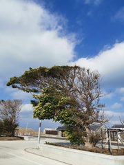Ficus microcarpa microcarpa