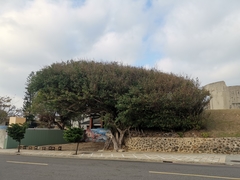 Ficus microcarpa microcarpa