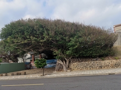 Ficus microcarpa microcarpa