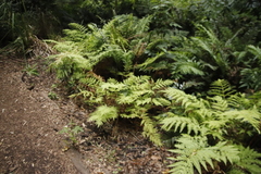 Pteris dentata