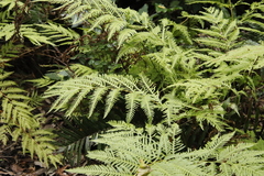 Pteris dentata