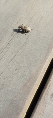 Naupactus leucoloma