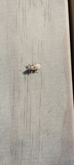 Naupactus leucoloma