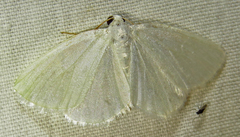 Lomographa vestaliata