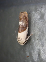 Hypertropha