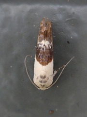 Hypertropha