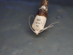 Hypertropha