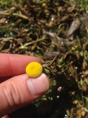 Cotula coronopifolia