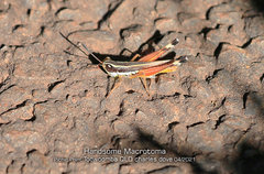 Macrotona mjobergi