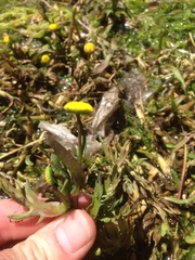 Cotula coronopifolia