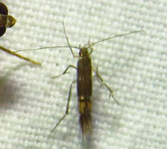 Cosmopterix attenuatella