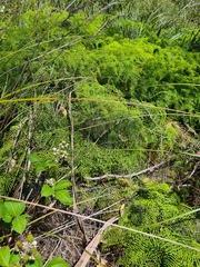 Gleichenia microphylla