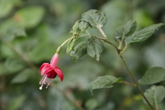 Fuchsia × hybrida