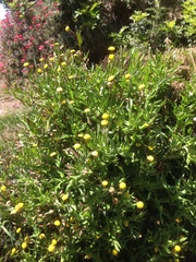 Cotula coronopifolia