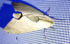 Pseudoclanis occidentalis