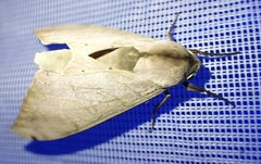 Pseudoclanis occidentalis