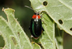 Disonycha politula