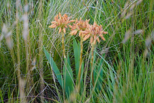 Image of Aloe ecklonis by (c) Matthew Fainman, some rights reserved (CC BY)