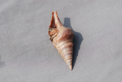 Conoidea
