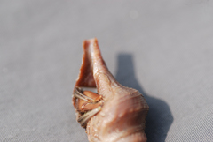 Conoidea