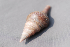 Conoidea