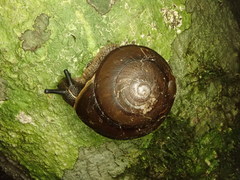 Thersites darlingtoni