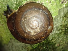 Thersites darlingtoni