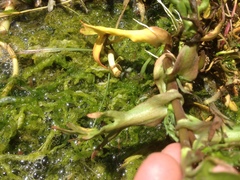 Cotula coronopifolia