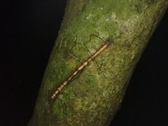 Candovia strumosa