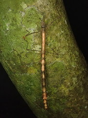 Candovia strumosa
