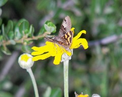 Drasteria edwardsii