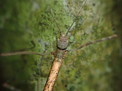 Candovia strumosa