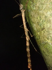 Candovia strumosa