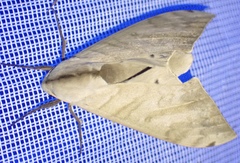 Pseudoclanis occidentalis