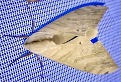 Pseudoclanis occidentalis