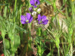 Legousia speculum-veneris