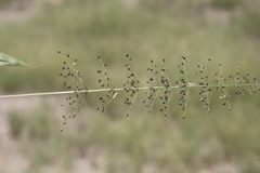 Sporobolus australasicus